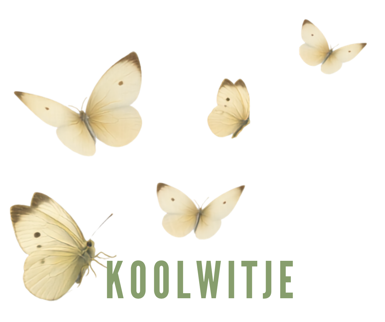 koolwitje 2_20260616_152910_0001